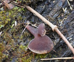 Auricularia cornea