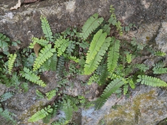 Adiantum malesianum