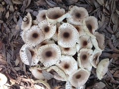 Leucoagaricus meleagris