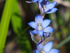 Thelymitra media