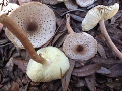 Leucoagaricus meleagris