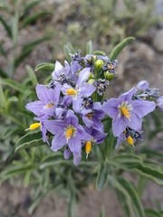 Solanum crispum