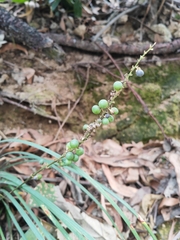 Liriope spicata