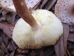 Leucoagaricus meleagris