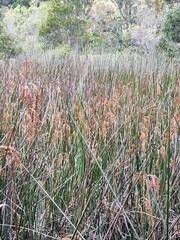 Machaerina articulata