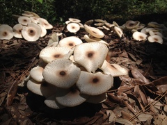 Leucoagaricus meleagris