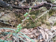 Liriope spicata