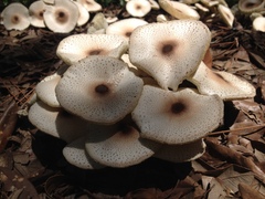 Leucoagaricus meleagris