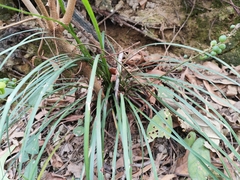 Liriope spicata