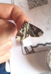 Condica cupentia