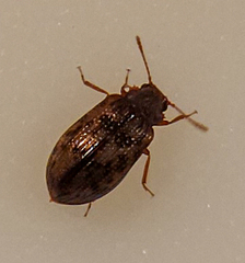 Derodontus esotericus