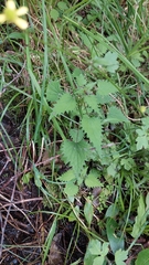 Urtica sykesii