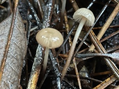 Mycetinis copelandii