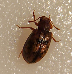 Derodontus esotericus