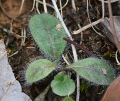 Hieracium venosum