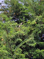 Patagioenas corensis