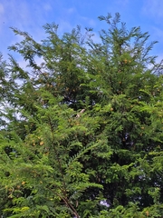 Patagioenas corensis