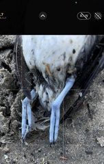 Ptychoramphus aleuticus