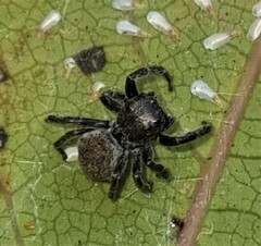 Euryattus bleekeri