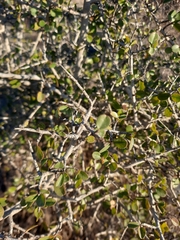 Rhamnus crocea