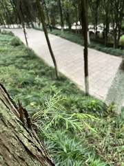 Calocedrus
