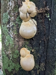 Lycogala flavofuscum