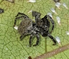 Euryattus bleekeri