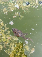 Leptodactylus macrosternum