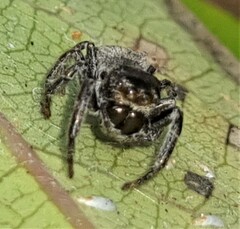 Euryattus bleekeri