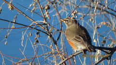 Turdus migratorius
