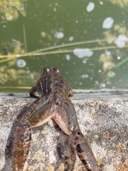 Leptodactylus macrosternum