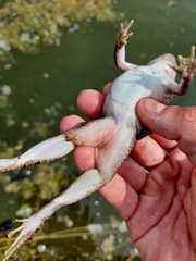 Leptodactylus macrosternum