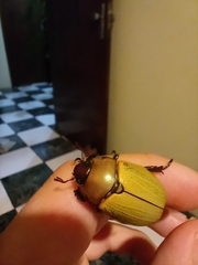 Coleoptera