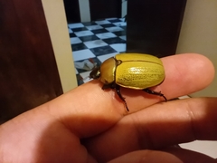 Coleoptera