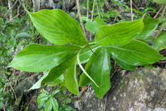 Costus pulverulentus