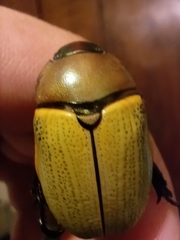 Coleoptera