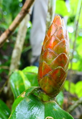 Costus pulverulentus