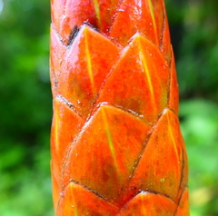 Costus pulverulentus
