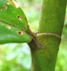 Costus pulverulentus