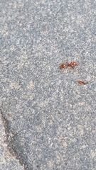 Chelaner antarcticus