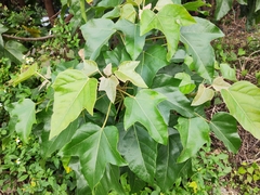 Aleurites moluccanus