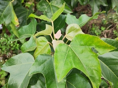 Aleurites moluccanus