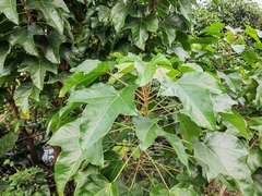 Aleurites moluccanus