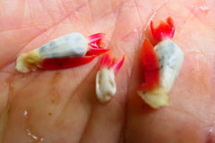 Costus pulverulentus