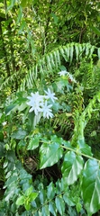 Jasminum multiflorum
