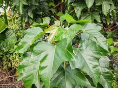 Aleurites moluccanus