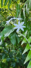 Jasminum multiflorum