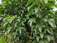 Aleurites moluccanus