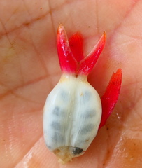 Costus pulverulentus