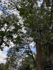 Liquidambar formosana